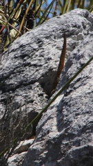 Pseudocordylus microlepidotus