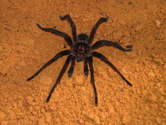 Acanthoscurria simoensi