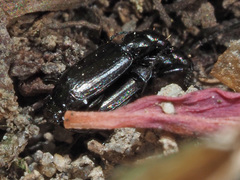 Microlestes maurus