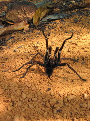 Acanthoscurria simoensi