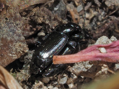 Microlestes maurus