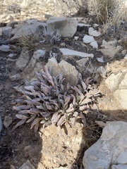Eriogonum havardii