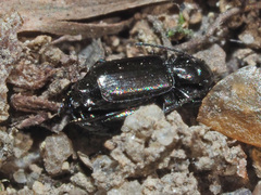 Microlestes maurus