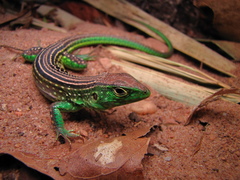 Cnemidophorus lemniscatus