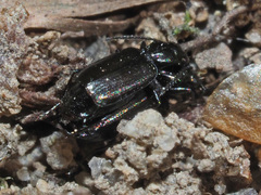 Microlestes maurus