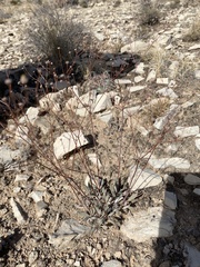 Eriogonum havardii
