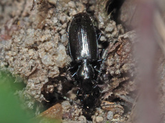 Microlestes maurus