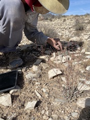Eriogonum havardii