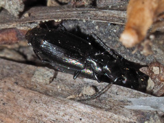 Microlestes maurus