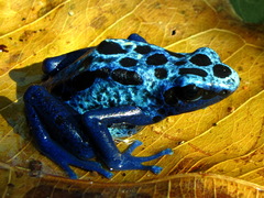 Dendrobates tinctorius