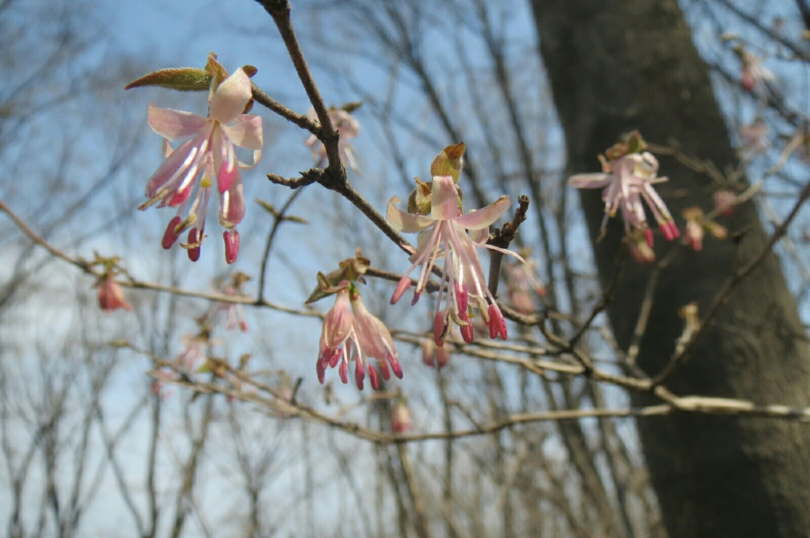 Lonicera praeflorens  iNaturalist