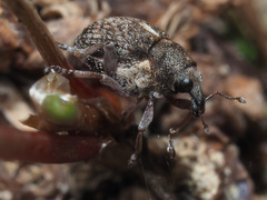 Rhinoncus pericarpius