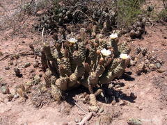 Tephrocactus articulatus
