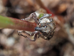 Rhinoncus pericarpius