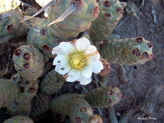Tephrocactus articulatus