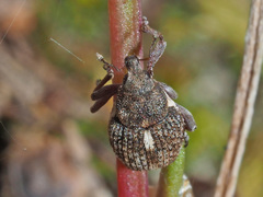 Rhinoncus pericarpius