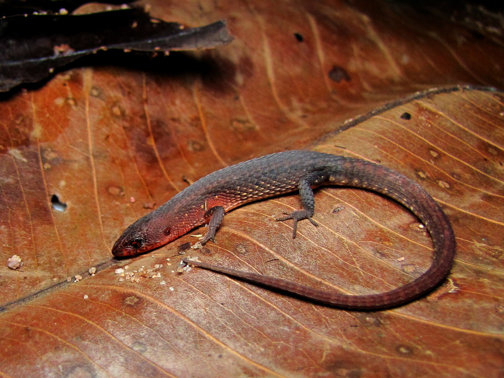Guyana Root Lizard