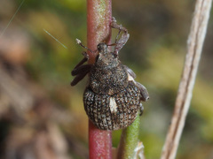 Rhinoncus pericarpius