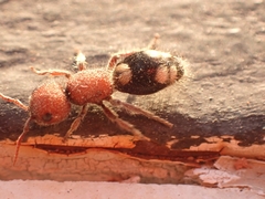 Mutilla quinquemaculata