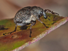 Rhinoncus pericarpius