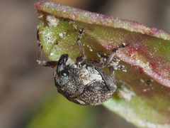 Rhinoncus pericarpius