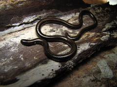 Epictia tenella
