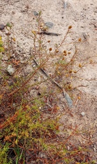 Pelargonium multicaule