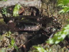Notiophilus rufipes