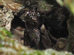 Notiophilus rufipes