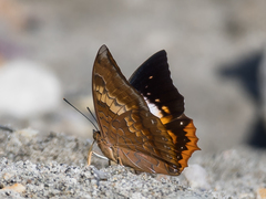 Charaxes bernardus