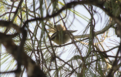 Regulus ignicapilla
