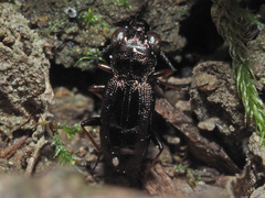 Notiophilus rufipes