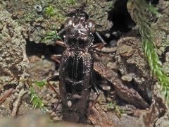 Notiophilus rufipes