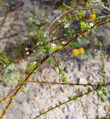 Muraltia rhamnoides