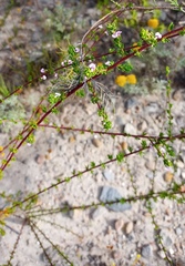 Muraltia rhamnoides