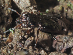 Notiophilus rufipes