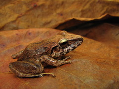 Pristimantis zeuctotylus