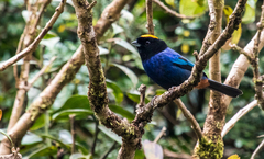 Iridosornis rufivertex