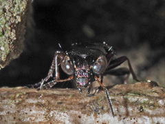 Notiophilus rufipes