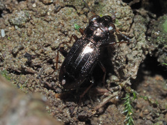 Notiophilus rufipes