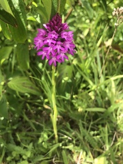 Anacamptis pyramidalis