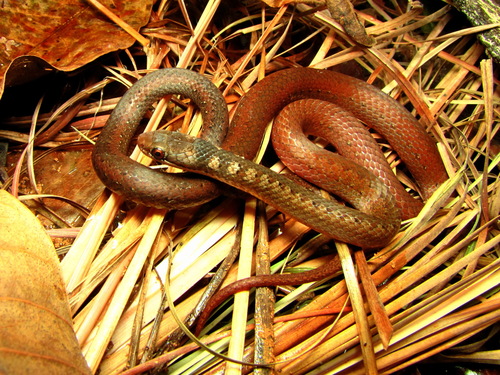 Photo of a Taeniophallus nicagus (Taeniophallus nicagus)