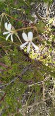 Ciconium