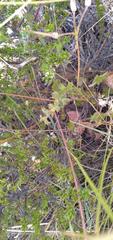 Ciconium