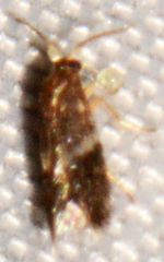 Nepticuloidea