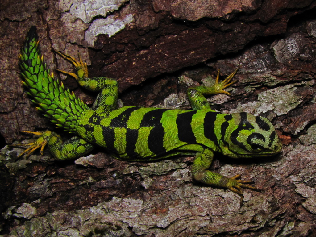 Green Thornytail Iguana from Oriximiná - PA, Brasil on October 13, 2010