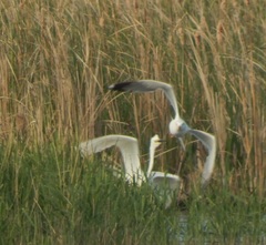 Ardea alba