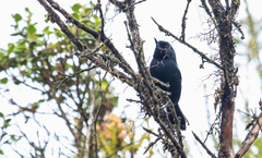 Diglossa lafresnayii