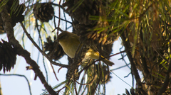 Phylloscopus collybita