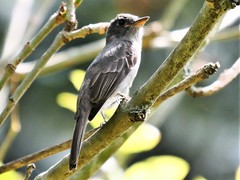 Contopus fumigatus